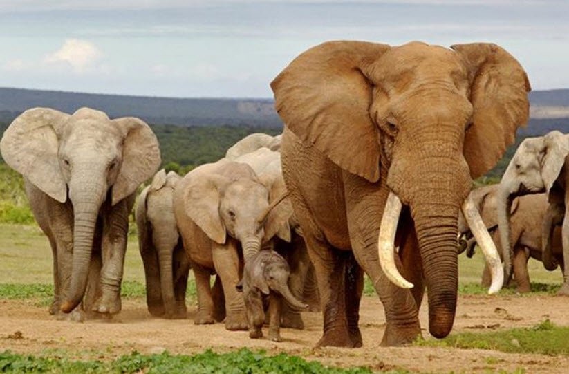 Maputo Special Reserve, Maputo Province, Mozambique